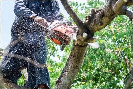 tree services Shady Point